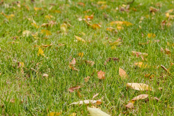 Фон зеленой травы с желтыми осенними листьями на ней — стоковое фото