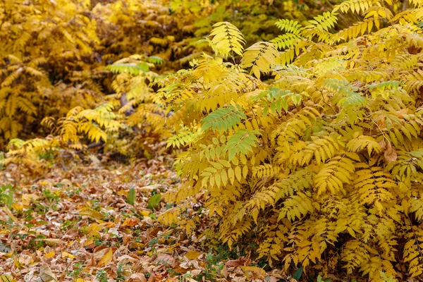 Cespuglio autunnale con fogliame giallo lussureggiante — Foto Stock