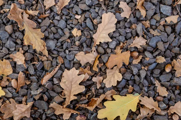 Fondo otoñal de hojas amarillas y anaranjadas caídas sobre las piedras —  Fotos de Stock