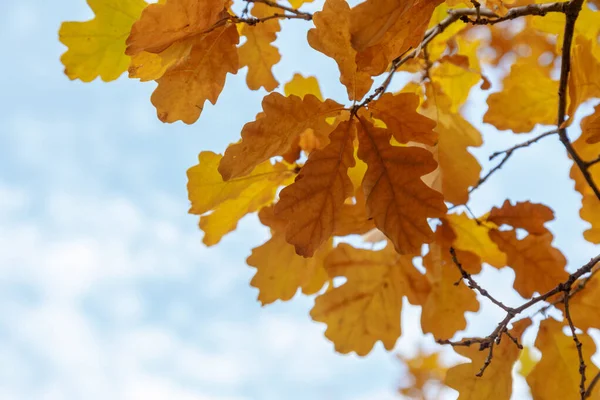 Rami autunnali e foglie di quercia su uno sfondo di cielo luminoso — Foto Stock