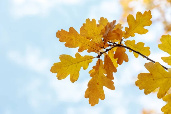 Rami autunnali e foglie di quercia su uno sfondo di cielo luminoso — Foto Stock