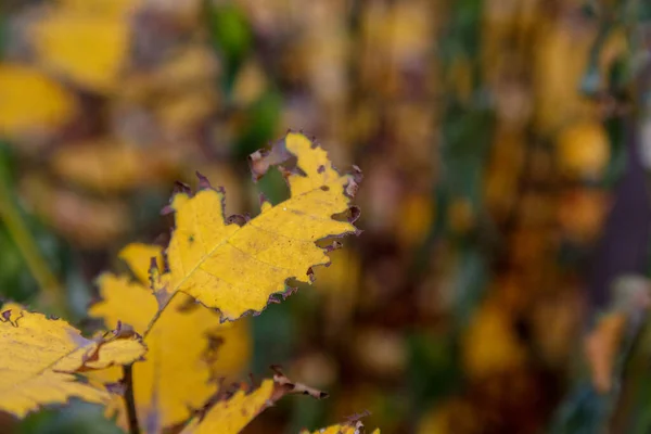 Autunno ragged foglie danneggiate di una pianta presa con profondità di campo poco profonda — Foto Stock
