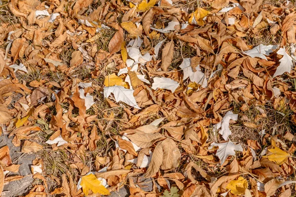 Bakgrund av torra hösten fallna blad, skjuten i gryningen, med djupa skuggor. — Stockfoto