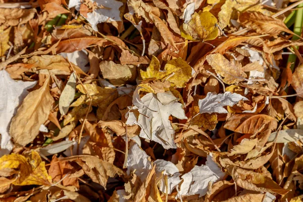 Fondo de hojas secas caídas de otoño, disparadas al amanecer, con sombras profundas . —  Fotos de Stock