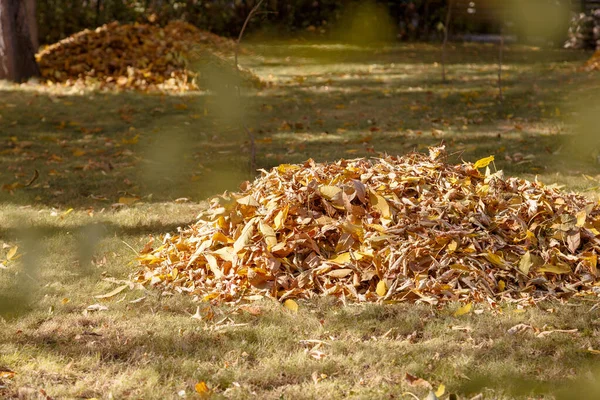 Una pila de hojas amarillas secas de otoño en el parque —  Fotos de Stock