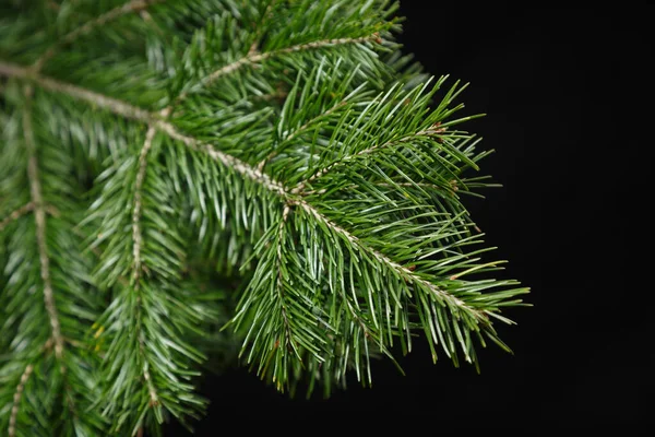 Weihnachtlicher grüner Fichtenzweig auf schwarzem Hintergrund — Stockfoto