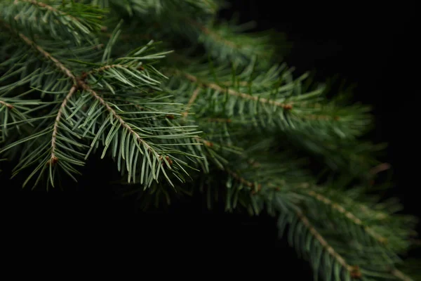 黑色背景下的圣诞绿色云杉分枝 — 图库照片