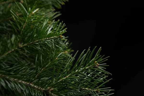 Natal ramo de abeto verde no fundo preto — Fotografia de Stock