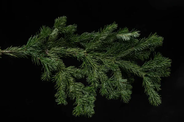 Natale ramo di abete rosso verde su sfondo nero — Foto Stock