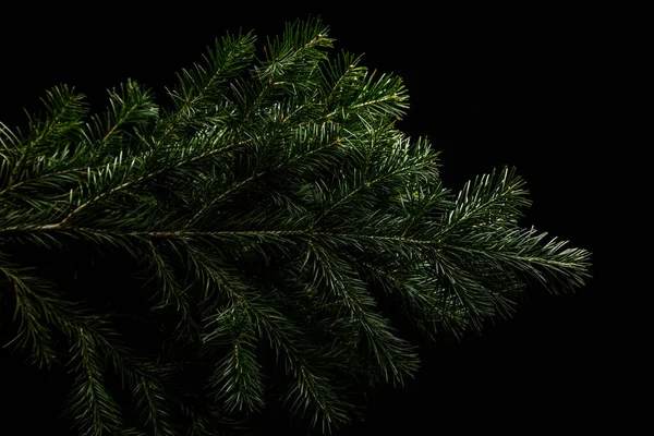 Kerst groene sparren tak op zwarte achtergrond — Stockfoto