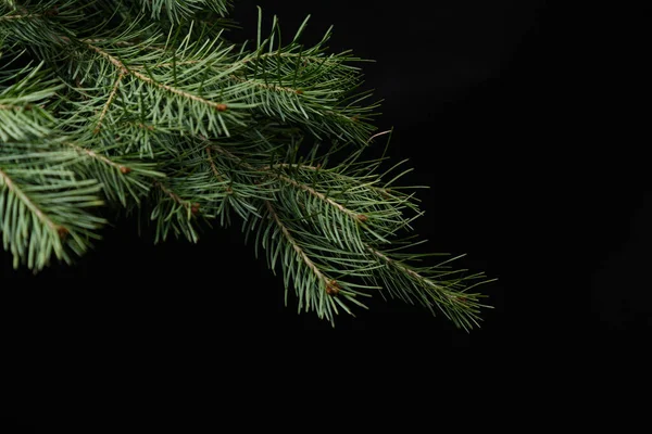 Siyah arka planda Noel yeşili ladin dalı