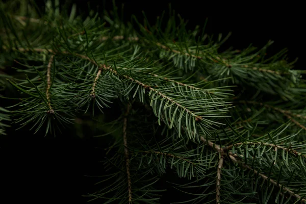 Weihnachtlicher grüner Fichtenzweig auf schwarzem Hintergrund — Stockfoto