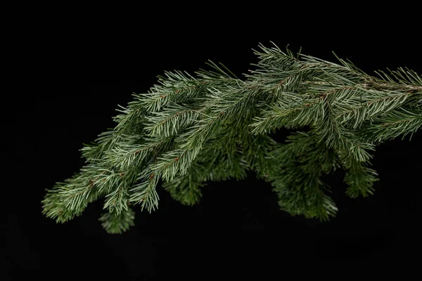 Boże Narodzenie zielony świerk gałąź na czarnym tle — Zdjęcie stockowe