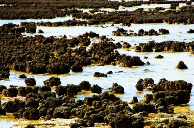 Hamelin Pool Stromatolites - Avustralya