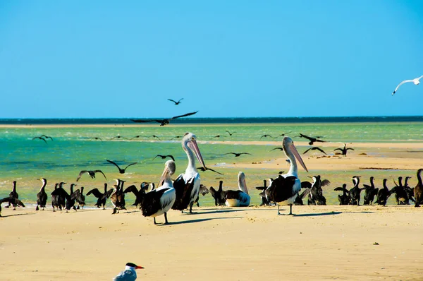 Alaca Karabatak Pelikanlar Monkey Mia Batı Avustralya — Stok fotoğraf