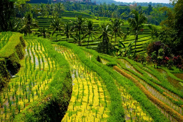 Terrazas Arroz Jatiluwih Bali Indonesia — Foto de Stock
