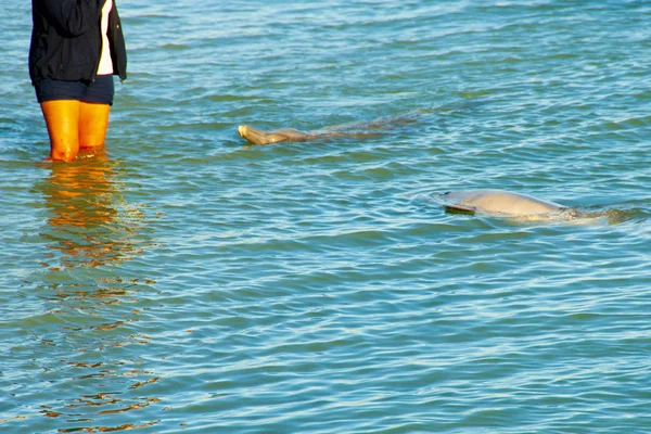 Delfino Selvatico Scimmia Mia Australia — Foto Stock