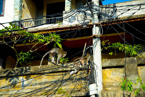 Monkeys on Electric Cables - Indonesia