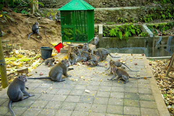 Ubud Monkey Forest Bali Indonésia — Fotografia de Stock