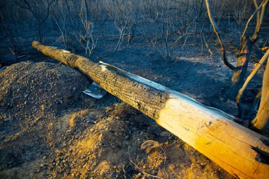 Bush Fire 'dan yanmış elektrik direği