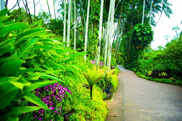 Национальный Сад Орхидей Сингапур — стоковое фото