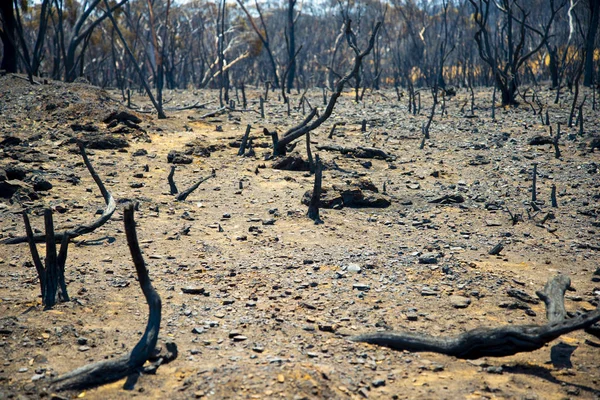 Καταστροφή Bush Fire Στην Αυστραλία — Φωτογραφία Αρχείου