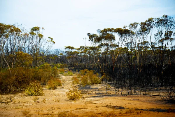 Καταστροφή Bush Fire Στην Αυστραλία — Φωτογραφία Αρχείου