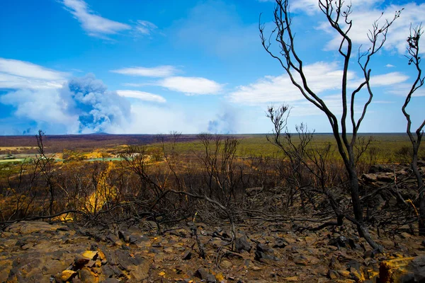 Καμένα Δέντρα Από Φωτιά Μπους Στην Αυστραλία — Φωτογραφία Αρχείου