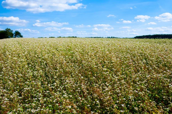 Organic Buckwheat Field Summer — Stock Photo, Image