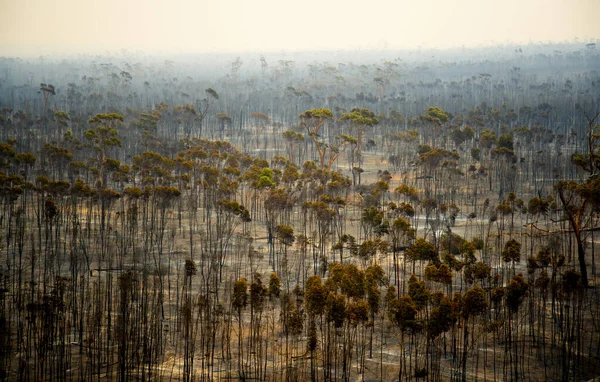 Bushfire Árboles Quemados Australia — Foto de Stock