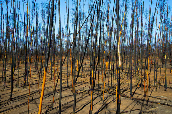 Bushfire Burnt Trees - Australia