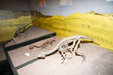 San Juan, Arjantin - 23 Nisan 2017: Ischigualasto İl Parkı 'ndaki Doğal Bilimler Müzesi' ndeki dinozorların kopyaları