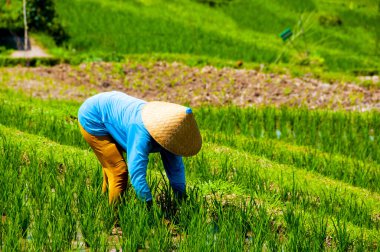 Jatiluwih Rice Terasları - Bali - Endonezya