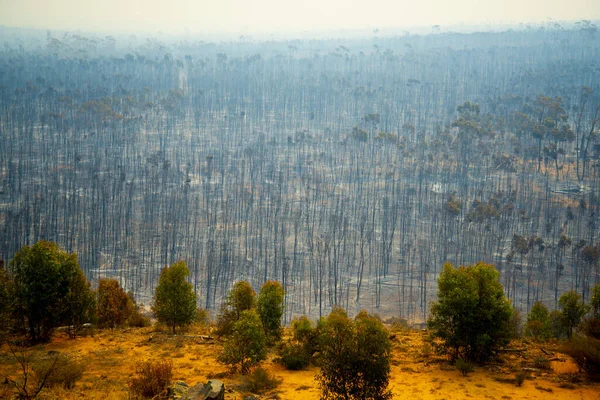 Καταστροφή Bush Fire Στην Αυστραλία — Φωτογραφία Αρχείου