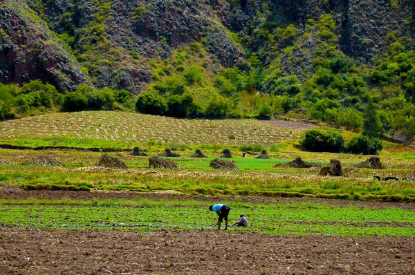 Сельское Хозяйство Перу — стоковое фото