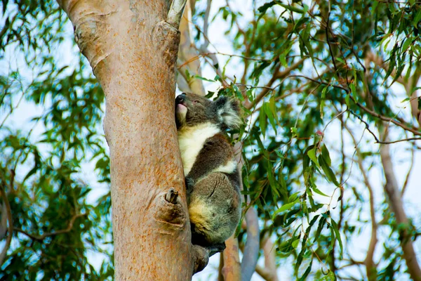 Koala Eucalyptus Tree Australia — Stock Photo, Image