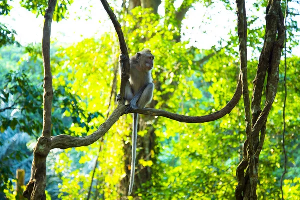 Ubud Monkey Forest Bali Indonezja — Zdjęcie stockowe