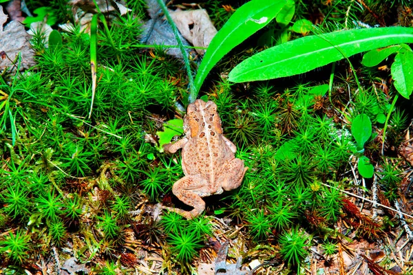 American Toad in the Wild