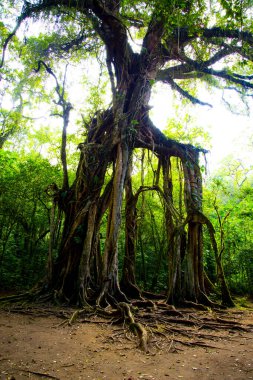 Bali Botanik Bahçesi Dev İncir Ağacı - Endonezya