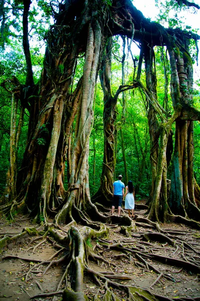 Fico Gigante Nel Giardino Botanico Bali Indonesia — Foto Stock