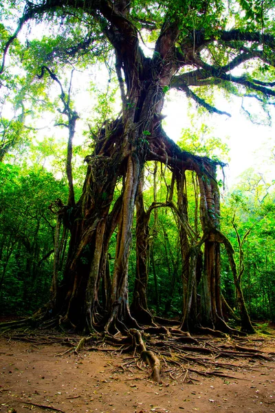 Bali Botanik Bahçesi Dev İncir Ağacı - Endonezya