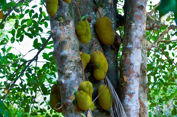 Drzewo Jackfruit Dziczy — Zdjęcie stockowe