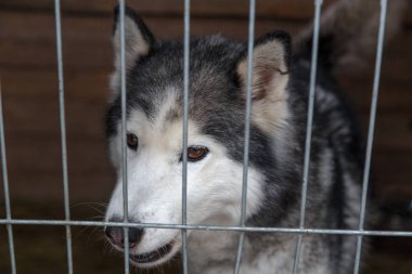 Üzgün köpek kafes içinde kilitli