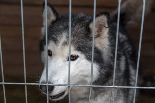 Triste perro encerrado en la jaula —  Fotos de Stock