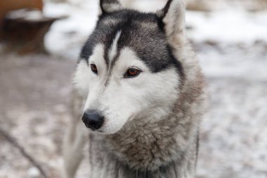 Köyün bahçedeki Husky köpek