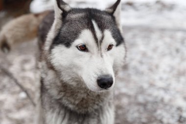 Köyün bahçedeki Husky köpek