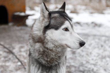 Köyün bahçedeki Husky köpek