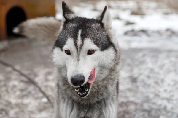 Husky hond in de tuin van het dorp — Stockfoto