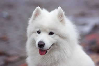 Beyaz samoyed köpek