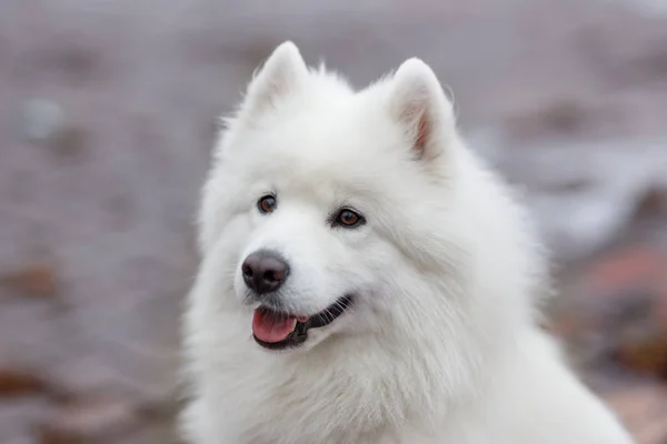 Біла собака samoyed — стокове фото